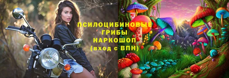 Псилоцибиновые грибы мицелий  Красновишерск 